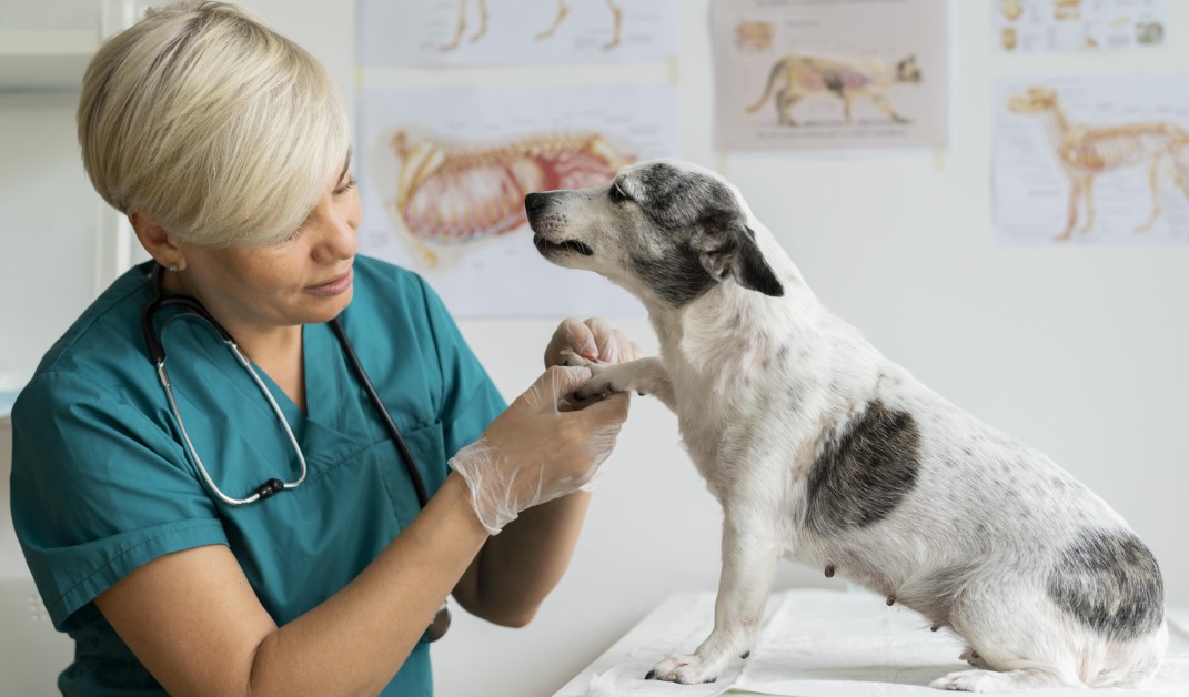 How to Choose the Best Veterinarian for Your Pet